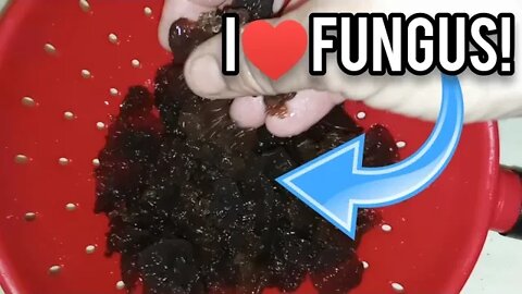 I Love FUNGUS! - Ann's Tiny Life and Homestead