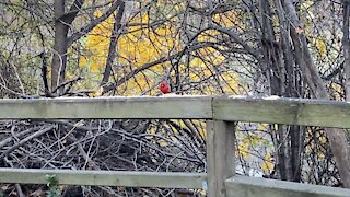 Cardinal male James Gardens Toronto