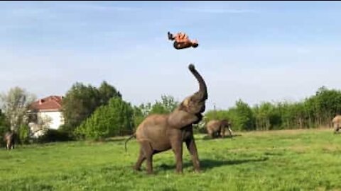 Uomo realizza salto mortale con l'aiuto di un elefante