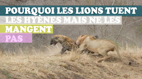 Voici pourquoi les lions n'aiment pas manger les hyènes