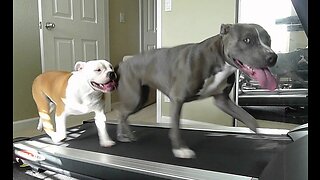 Dogs running in treadmill