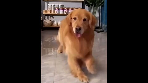 beautiful dog dance 🐕 trending video