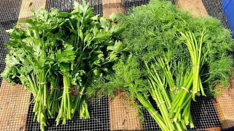 How to Harvest Cilantro, Parsley, and Dill FAST