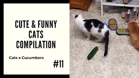 Cute and Funny Cats #11 - Moments Compilation
