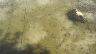 Minnows of the Humber River