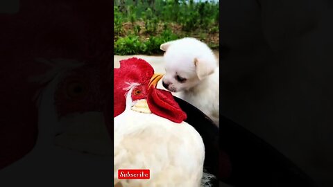 #doglife+hen funny videi|most hungry dog