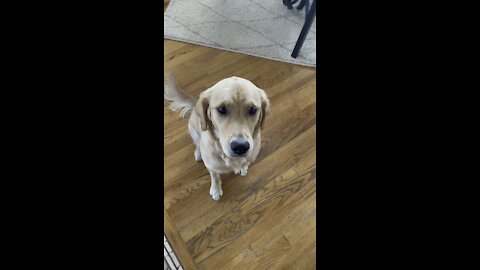 Golden retriever eating watermelon