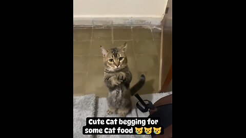 Cute Cat Begging for some cat food. Sad story of strays.😿😿