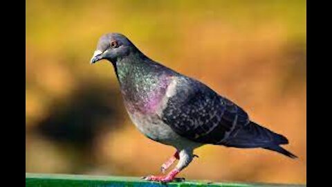 Domestic pigeon