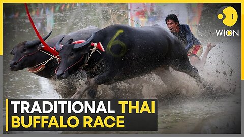 Thai farmers race their water buffaloes | Latest English News | WION | NE