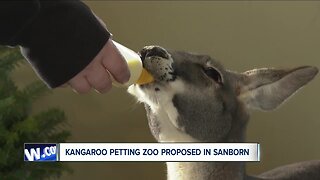 Kangaroo petting zoo proposed in Sanborn