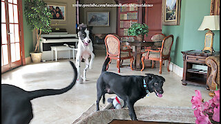Great Danes Have Fun Sharing Toys With Their Dog Friends