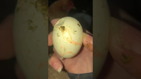 Chick started to pip egg