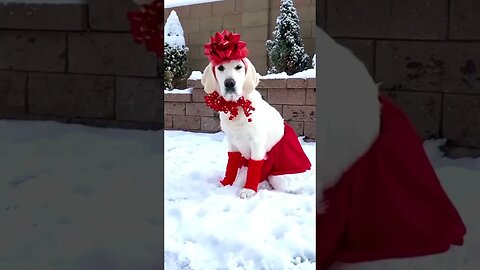 Funniest Dogs In Christmas Costumes 2023 [Funny Pets Video] #funnydogs #christmas
