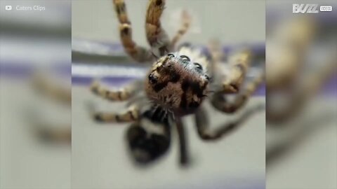 Lad være med at se denne video hvis du er bange for edderkopper!
