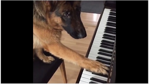 German Shepherd Puppy Learns How To Play The Piano