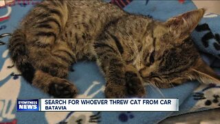 Cat thrown out of vehicle, euthanized because of injuries
