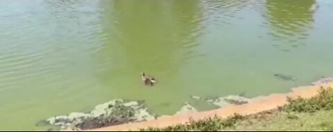 Duckling rescue caught on camera