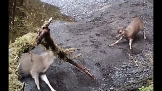 Deer playing on a Sandbar, May 2022