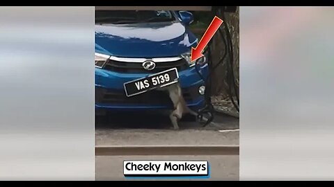 Monkeys Do the Unthinkable...You Won't Believe What Happens Next!