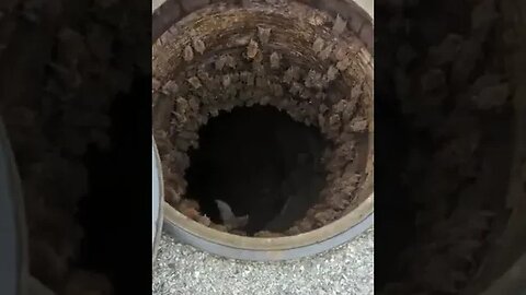Manhole filled with Bats🦇