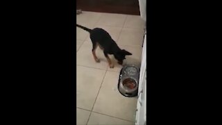 Hilarious puppy scared when he taste ice?