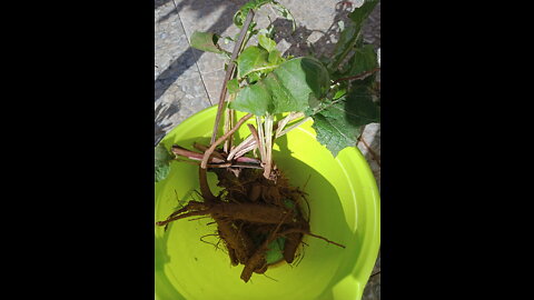 Aziz cleaning the burdock