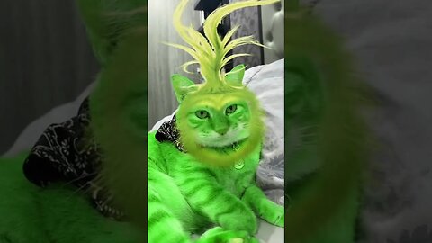 Beautiful cat #funny #funnyshorts #trynottolaugh #funnyclip #comedy #funnyvideos #cat #comedyvideos