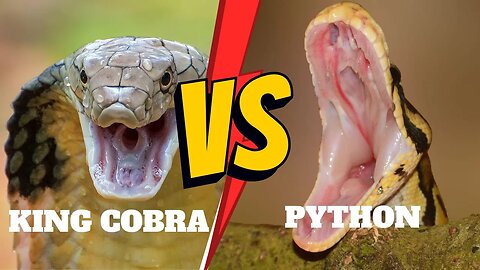 KING COBRA VS A PYTHON – WHO WILL WIN THE FIGHT?