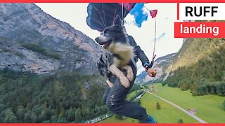 Watch this daring DOG leap off a 2,000ft cliff and parachute back down to earth