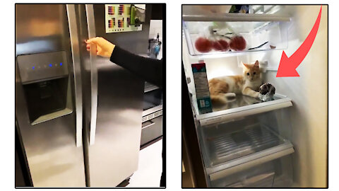 Cat inside the fridge