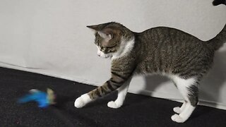 Cat Is Fascinated by Toy