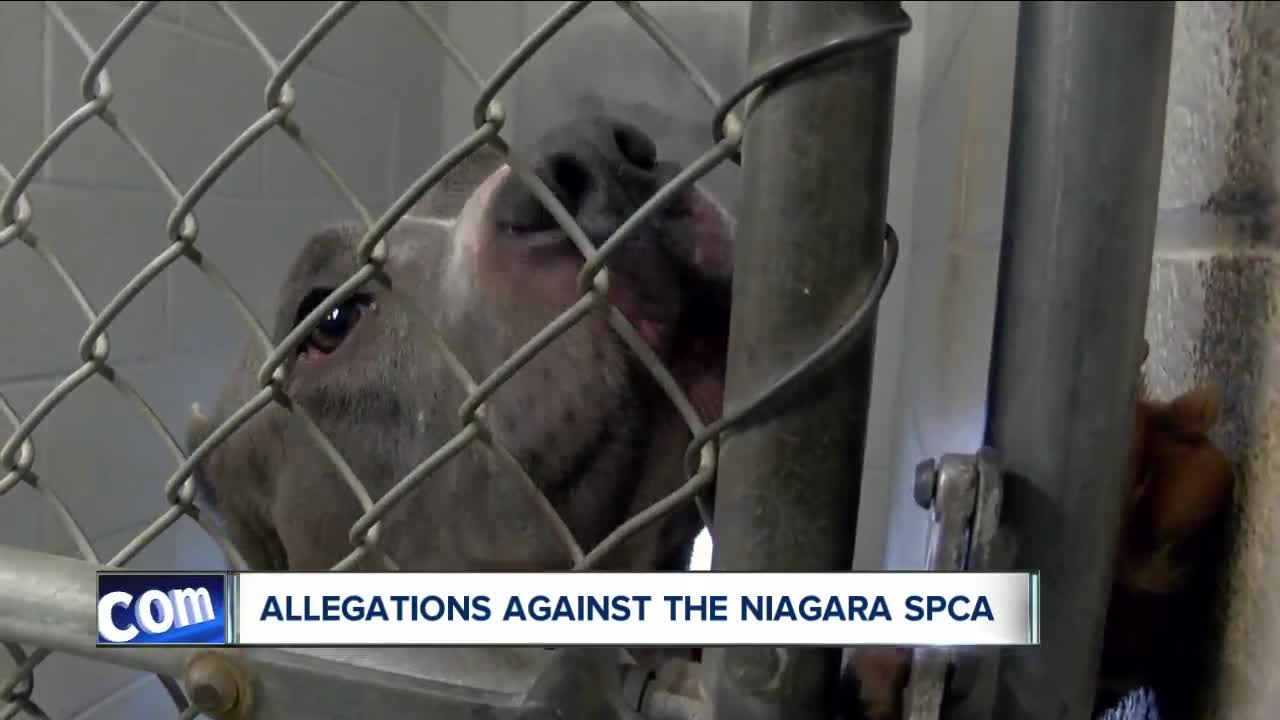 Allegations against the Niagara SPCA, is history repeating itself
