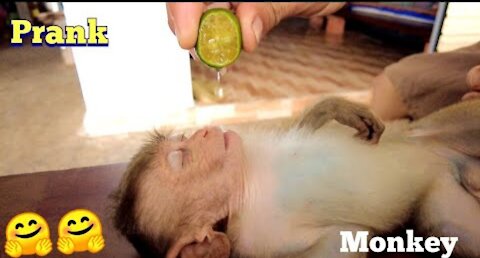 Prank dog , monkey with a very sour taste , troll chó khỉ bằng quả chanh chua.