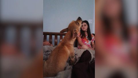 Musical Chihuahua Sings Along To Annie