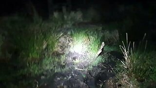 hiking in a woodland at night Dartmoor. 23rd May 2023