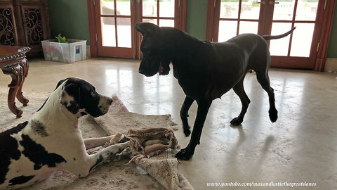 Bouncing Great Danes humorously argue over bone