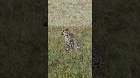 Leopard Teeth #Wildlife | #ShortsAfrica | HolidaysWithShorts