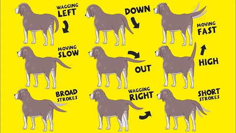 Interpret Dog Tail Wags: How to Understand Dog's Body Language