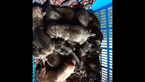 My Bullmastiff First time mum gave birth to 12 Beautiful Healthy Puppies #shorts #doglover #puppy