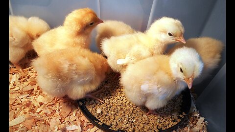 Chicken Coop Progress and Chicks! (Part 3 - 2017)
