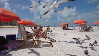 Måger kaster sig over folk på stranden i Florida
