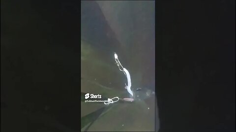 Bluegill Eats the Bait Underwater Footage