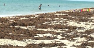 Steering clear of layers of seaweed