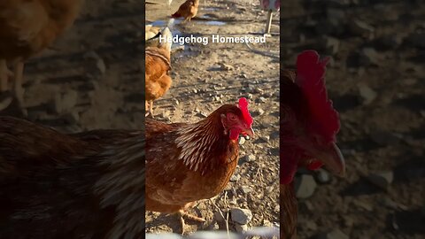 Chicken talk #hedgehogshomestead #chicken