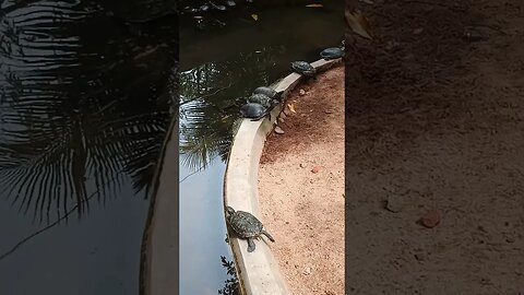 Turtles relaxing near a pond.