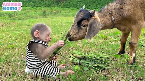 BiBi obedient helps dad feeds the goat