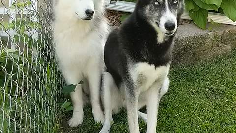 Husky Howls To Neighbor Dog Down The Street