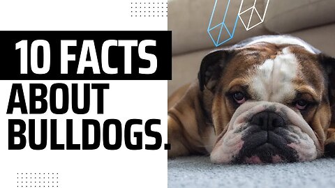 Nine interesting Facts about Bulldogs