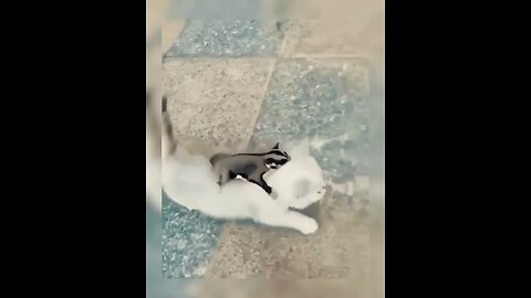 the cute white cat | funny animals #shorts